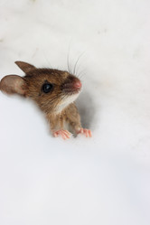 Similar image 21502035