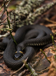 Similar image 21502036