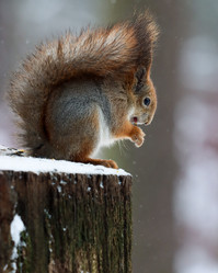 Similar image 21502037