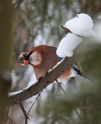 Similar image 21502039