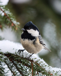 Similar image 21502040