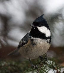 Similar image 21502043