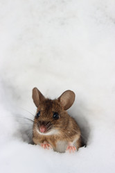 Similar image 21502046