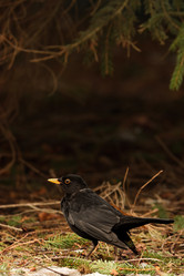 Similar image 21499894