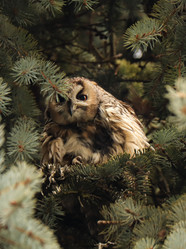 Similar image 21499895