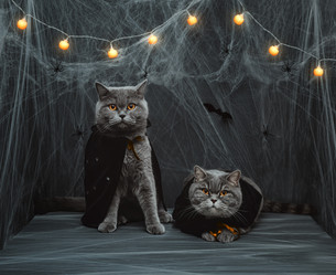 Similar image 21498258