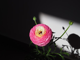 Similar image 21498389