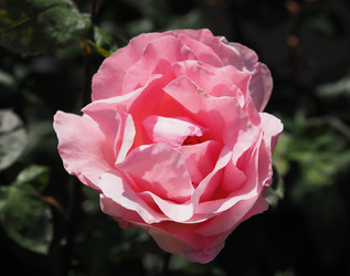 Similar image 21498392