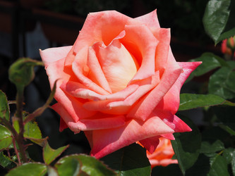 Similar image 21498393