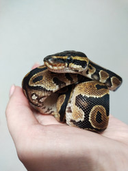 Similar image 21498447