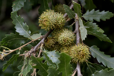 Similar image 21500650