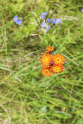 Similar image 21499036