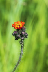 Similar image 21500150