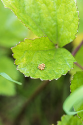 Similar image 21500152