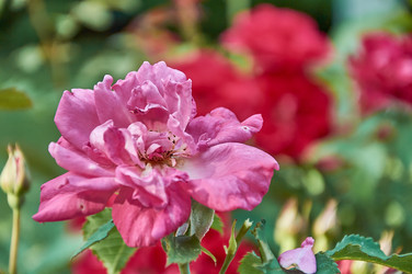 Similar image 21498908