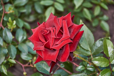 Similar image 21498912