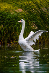 Similar image 21500080