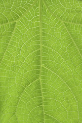 Similar image 21499800