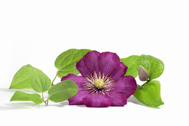 Similar image 21500052