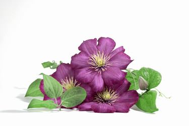 Similar image 21500055