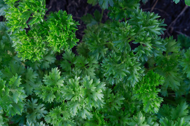 Similar image 21500075