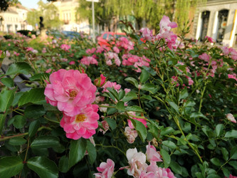 Similar image 21500663