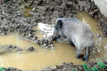 Similar image 21500794