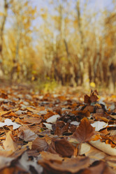 Similar image 21500895