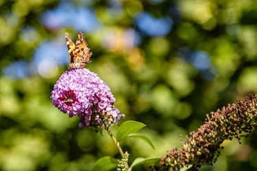 Similar image 21500900