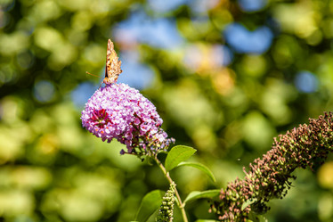 Similar image 21500902