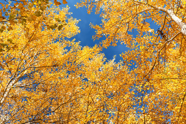 Similar image 21500927