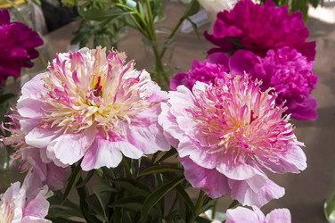 Similar image 21501890