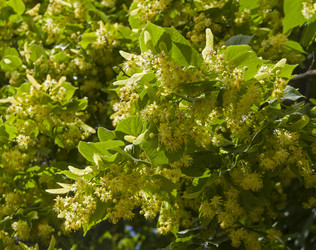 Similar image 21501895