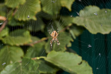 Similar image 21513608