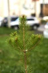 Similar image 21508804