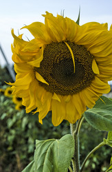 Similar image 21511635