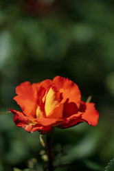 Similar image 21504473