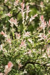 Similar image 21504474