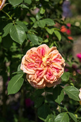 Similar image 21504475