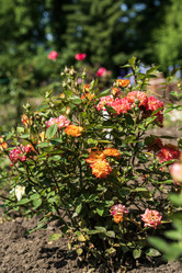 Similar image 21504478