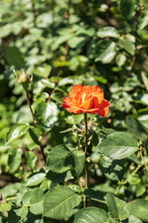 Similar image 21504479