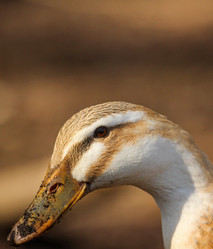 Similar image 21510770