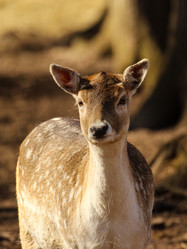 Similar image 21510772