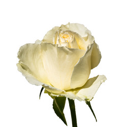 Similar image 21504612