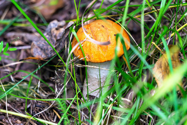 Similar image 21504615