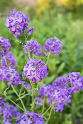 Similar image 21505567