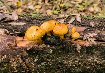 Similar image 21505517