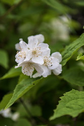 Similar image 21505944