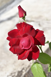 Similar image 21505529