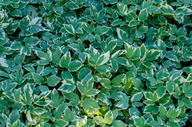 Similar image 21516833